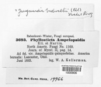 Phyllosticta ampelopsidis image